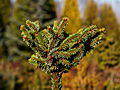 Picea abies Spek WB IMG_1982 Świerk pospolity